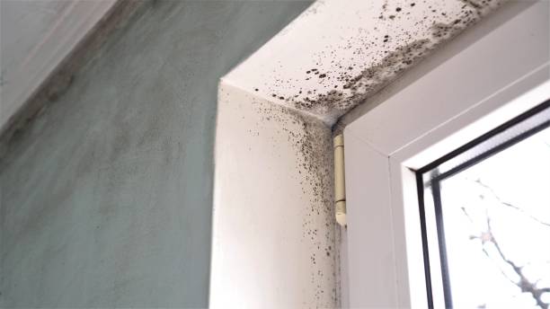 Mold Remediation for Rental Properties in Kettering, OH