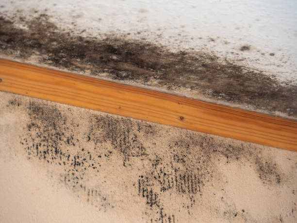 Best Attic Mold Removal  in Kettering, OH